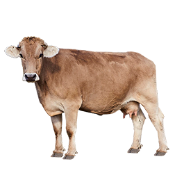 Braunvieh Cow
